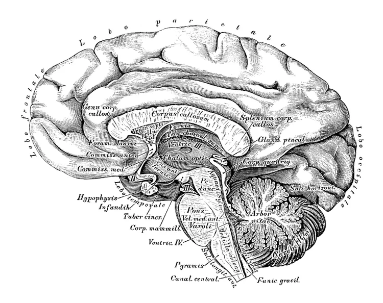روان جراحی یا Psychosurgery چیست؟