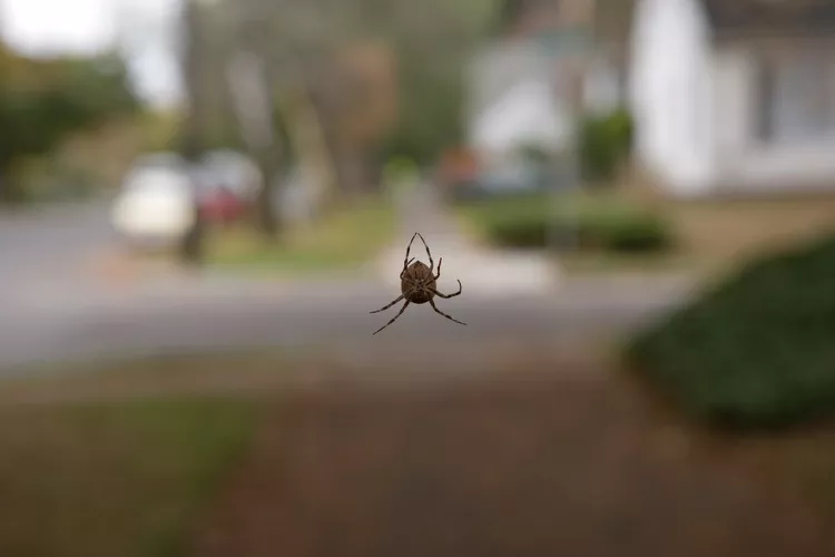 آراکنوفوبیا (عنکبوت هراسی) چیست؟